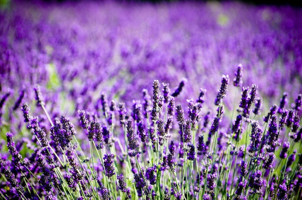 6 Amazing Lavender Fields London