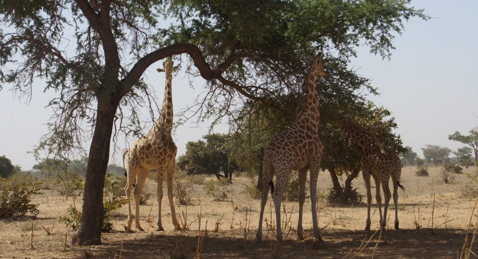 Ténéré Tree