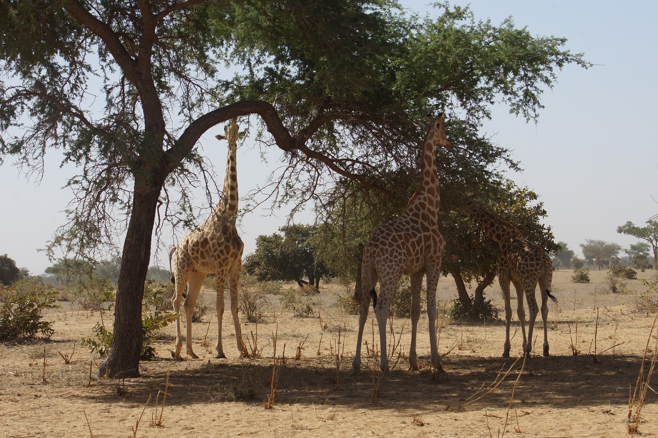 Ténéré Tree