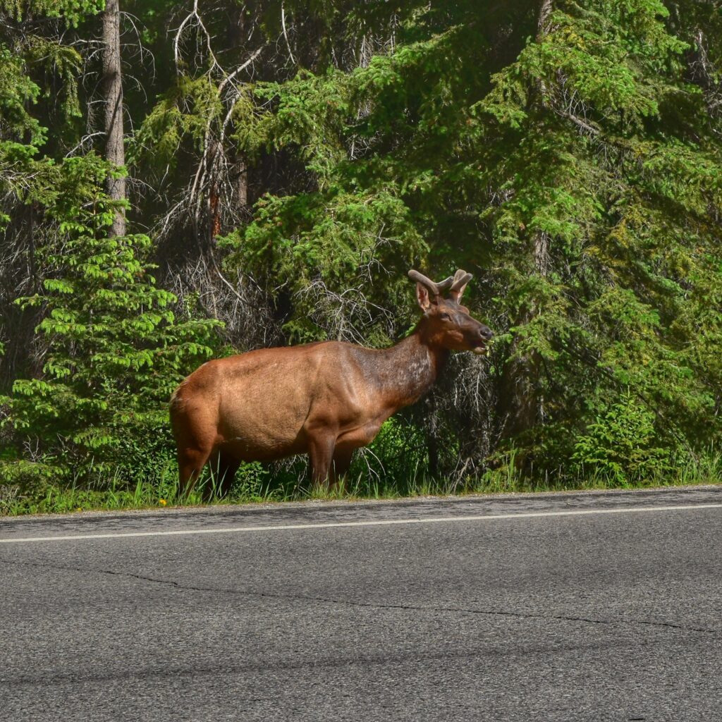 Tunnel Mountain Hike