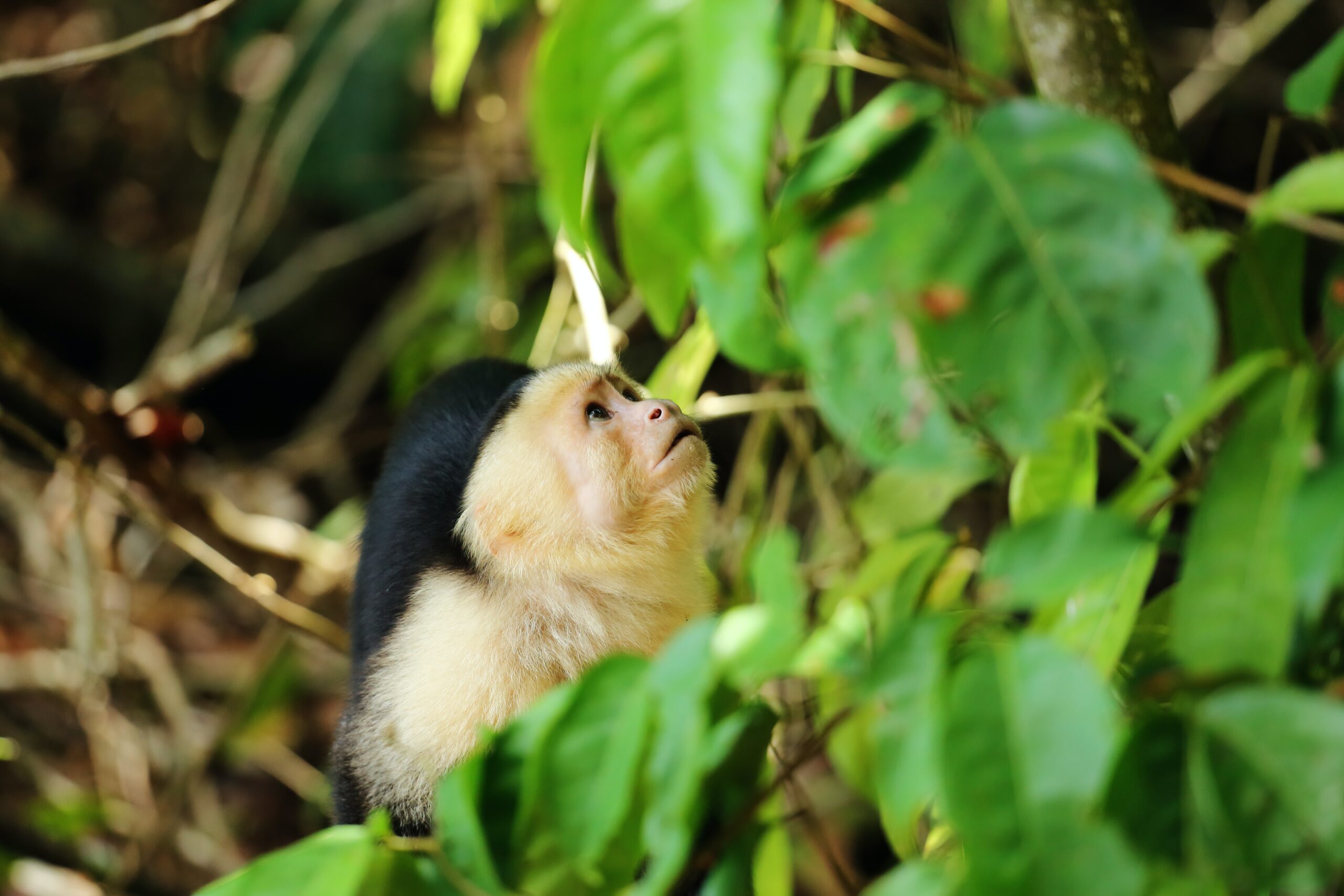 Things to doin Manuel Antonio National Park, Costa Rica