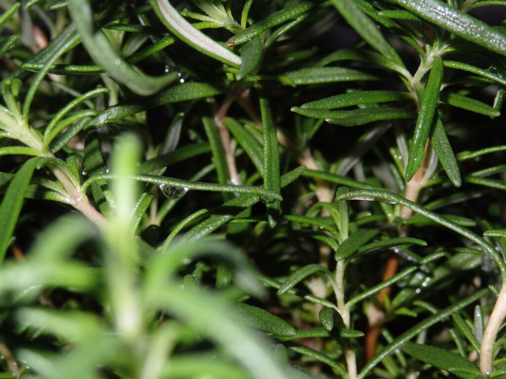 rosemary plant